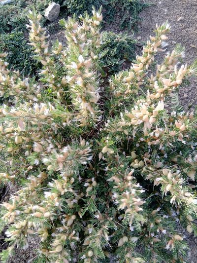 Astragalus armatus, photographed by Karim Haddad