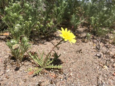 Malacothrix fendleri, photographed by Cecelia Alexander