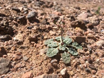 Eriogonum thurberi, photographed by Cecelia Alexander
