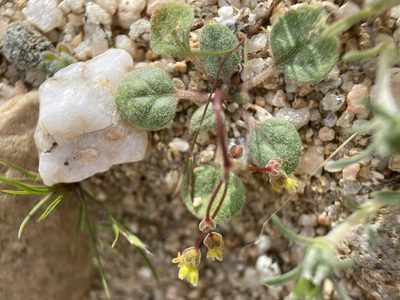 Eriogonum pusillum, photographed by Matt Berger