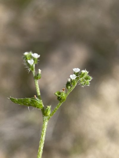 Cryptantha dumetorum, photographed by Matt Berger