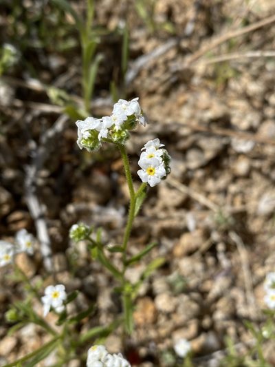 Cryptantha utahensis, photographed by Matt Berger