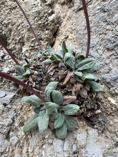 Eriogonum intrafractum, photographed by Matt Berger