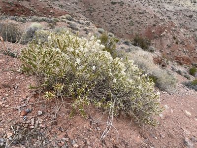 Hecastocleis shockleyi, photographed by Matt Berger