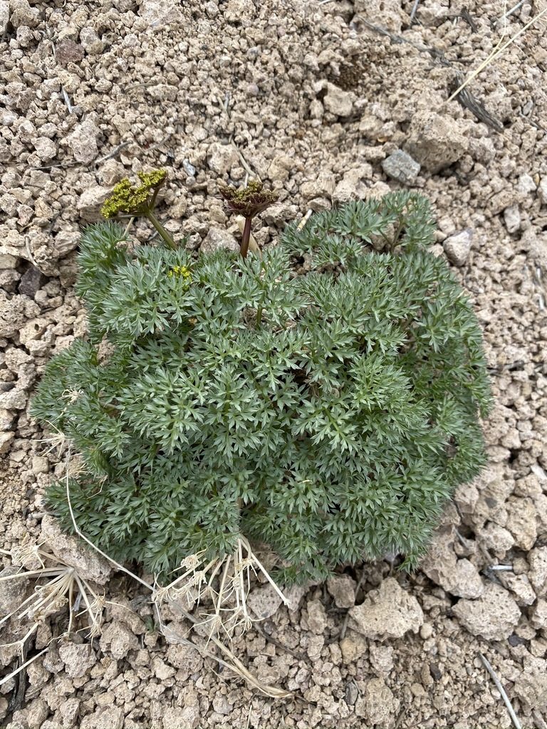 Cymopterus panamintensis, photographed by Matt Berger
