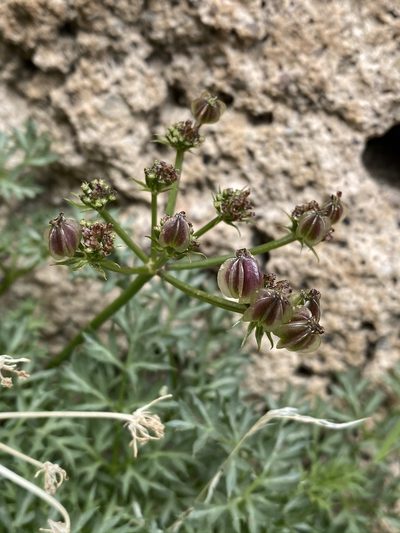 Cymopterus panamintensis, photographed by Matt Berger