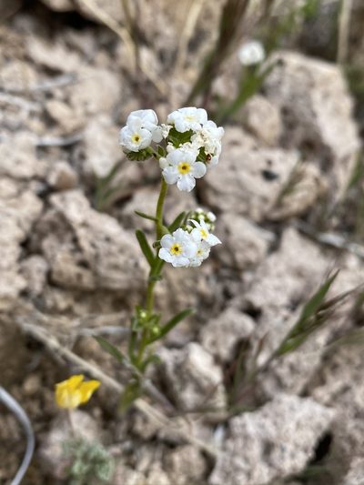 Cryptantha utahensis, photographed by Matt Berger