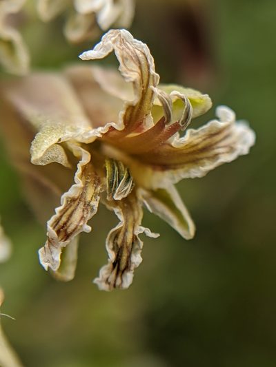 Streptanthus lemmonii, photographed by Alex Heyman