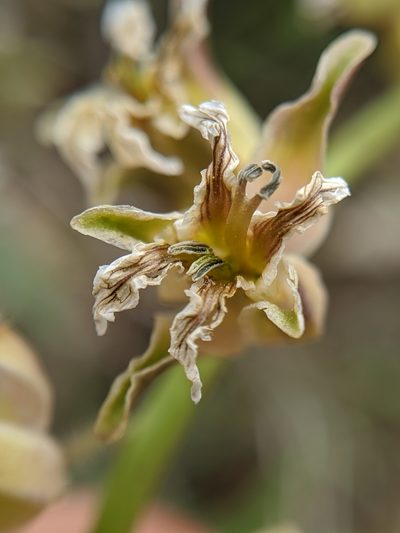 Streptanthus lemmonii, photographed by Alex Heyman