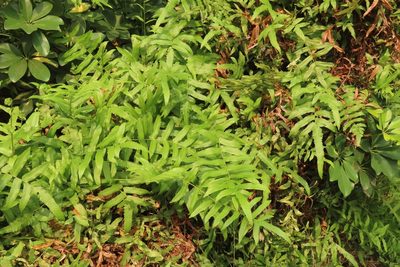 Ampelopteris prolifera, photographed by chiuluan