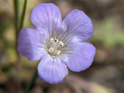Phacelia douglasii, photographed by Alex Heyman