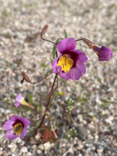Erythranthe rhodopetra, photographed by Matt Berger
