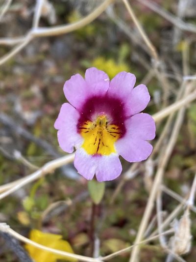 Erythranthe rhodopetra, photographed by Matt Berger