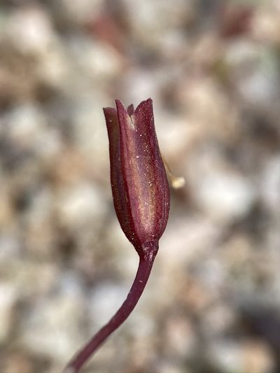 Erythranthe rhodopetra, photographed by Matt Berger