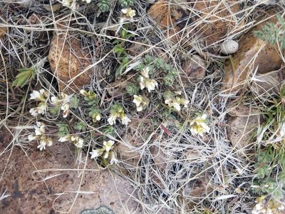 Cusickiella douglasii, photographed by Quinn Campbell