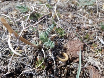 Astragalus malacus, photographed by Quinn Campbell