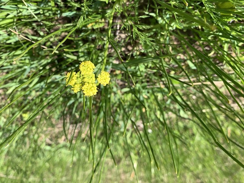 Lomatium bradshawii, photographed by Matt Benotsch
