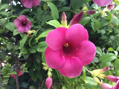 Allamanda blanchetii, photographed by Nguyễn Văn Hùng