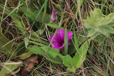 Ipomoea crassipes, photographed by Tony Rebelo