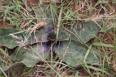 Ledebouria inquinata, photographed by Tony Rebelo