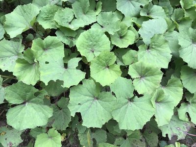 Petasites formosanus, photographed by lansan