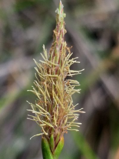 Eleocharis limosa, photographed by kevin koen