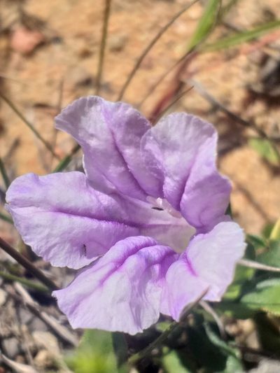 Ruellia pilosa, photographed by kevin koen