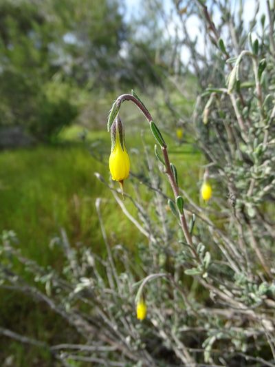 Onosma fruticosa, photographed by Grzegorz Grzejszczak