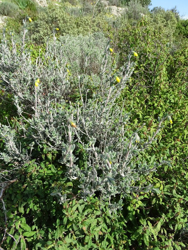 Onosma fruticosa, photographed by Grzegorz Grzejszczak