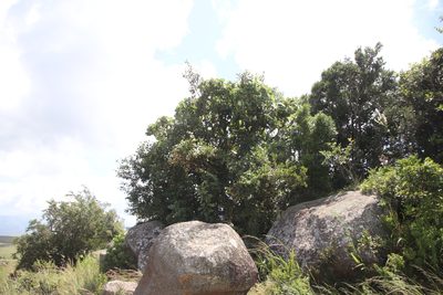 Cephalanthus natalensis, photographed by Tony Rebelo