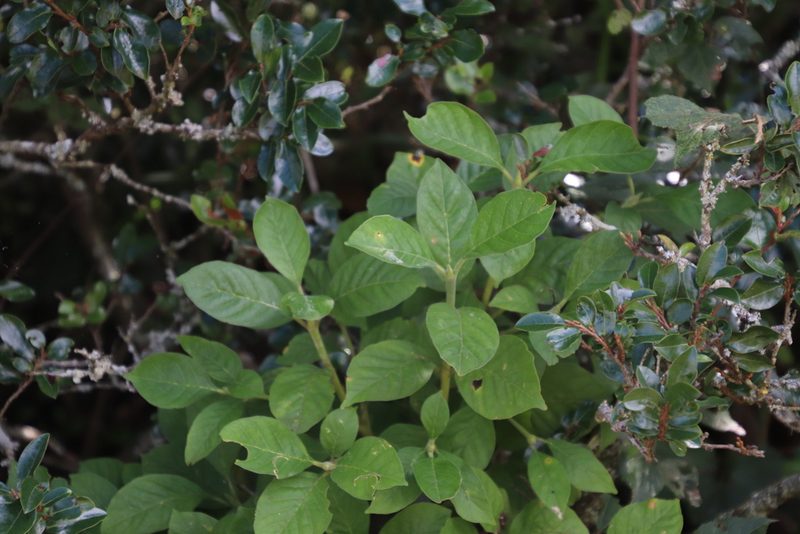 Pavetta cooperi, photographed by Tony Rebelo