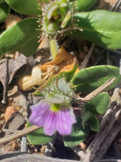 Blepharis integrifolia, photographed by kevin koen