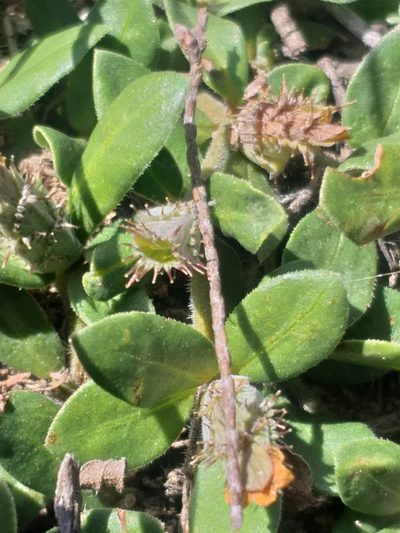 Blepharis integrifolia, photographed by kevin koen