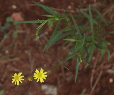 Senecio bupleuroides, photographed by Tony Rebelo