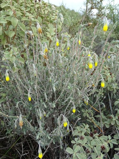 Onosma fruticosa, photographed by Grzegorz Grzejszczak