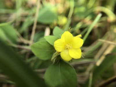 Lysimachia remota, photographed by 黃美滿