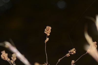 Rotala floribunda, photographed by S.MORE
