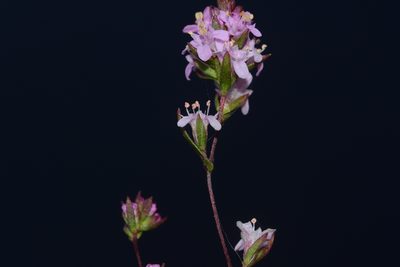 Rotala floribunda, photographed by S.MORE