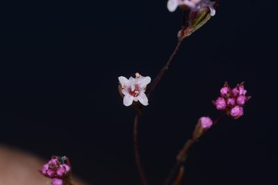 Rotala floribunda, photographed by S.MORE