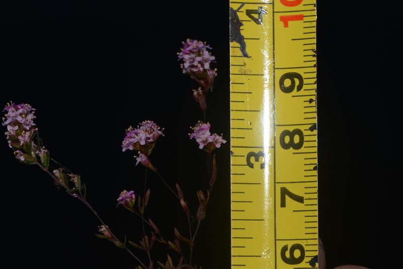 Rotala floribunda, photographed by S.MORE