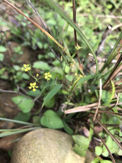 Bupleurum kaoi, photographed by 黃美滿