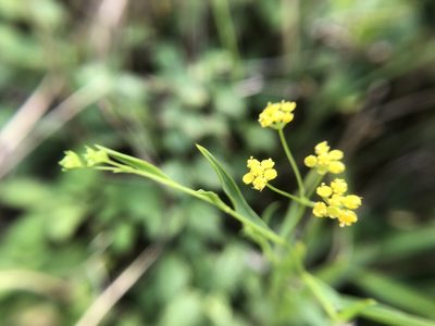 Bupleurum kaoi, photographed by 黃美滿