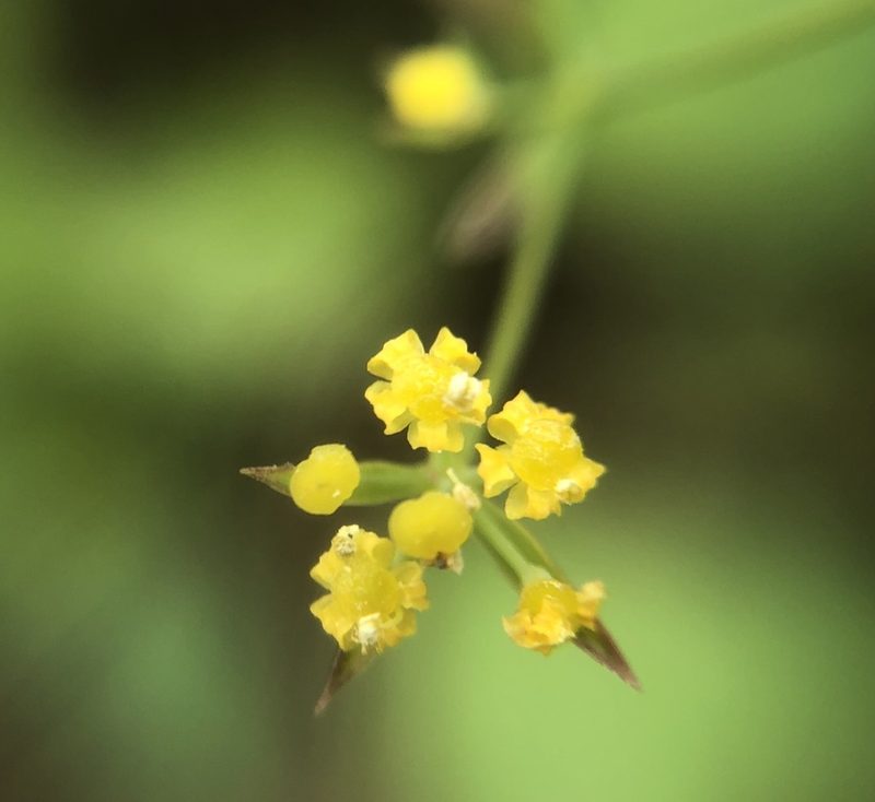 Bupleurum kaoi, photographed by 黃美滿