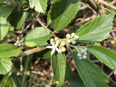 Grewia rhombifolia, photographed by 黃美滿