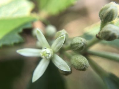 Grewia rhombifolia, photographed by 黃美滿