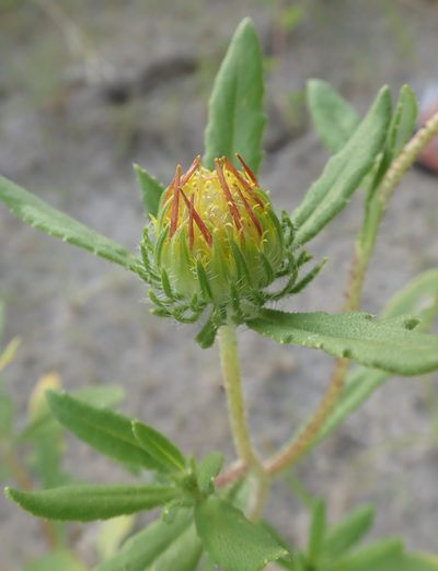 Roessleria gorterioides, photographed by Wilderness Safaris Botswana - Conservation Team