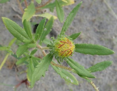 Roessleria gorterioides, photographed by Wilderness Safaris Botswana - Conservation Team
