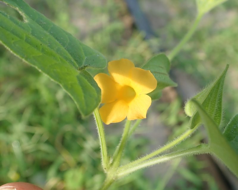 Thunbergia reticulata, photographed by Wilderness Safaris Botswana - Conservation Team
