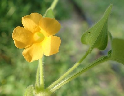 Thunbergia reticulata, photographed by Wilderness Safaris Botswana - Conservation Team