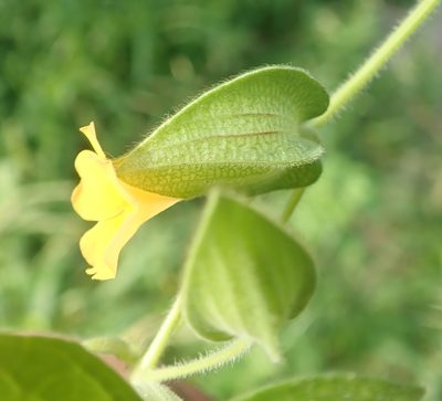 Thunbergia reticulata, photographed by Wilderness Safaris Botswana - Conservation Team